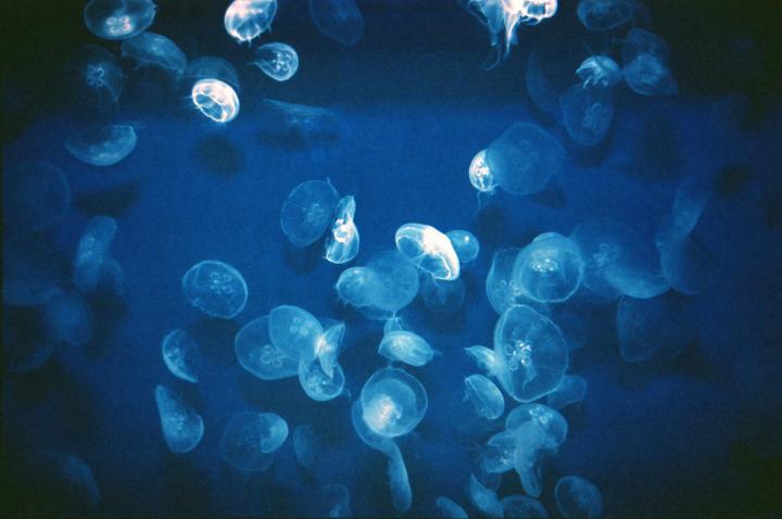 Many jellyfish are swimming in blue water.