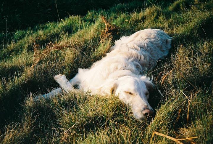 Molly [Olympus mju I, Fuji 400]