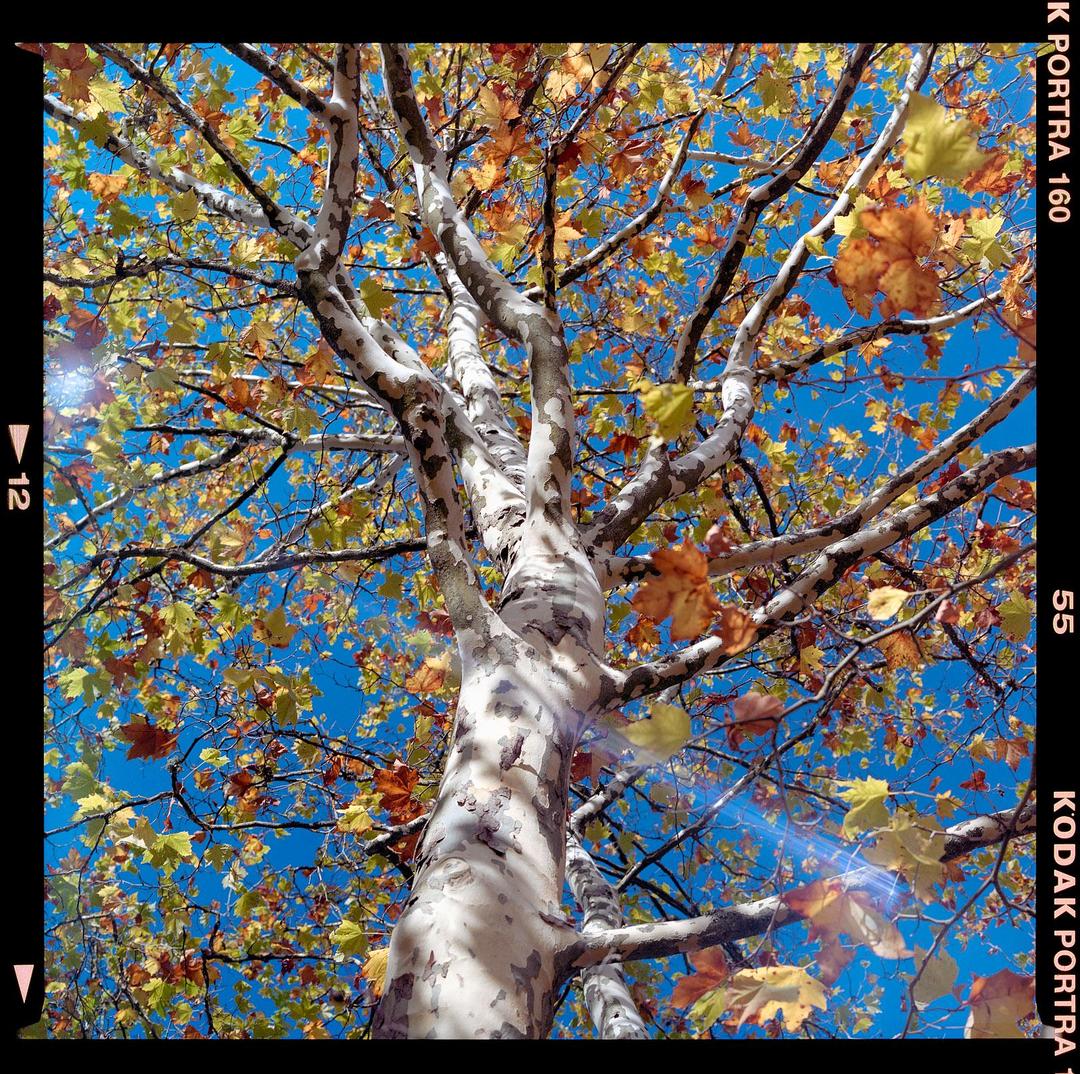 A low-angle view shows the trunk and branches of a tree with autumn foliage against a clear blue sky.
