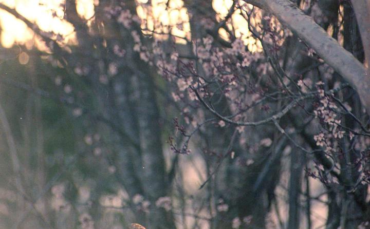 Found some old Kodak Gold negatives. Just realized how long it’s been since I’ve developed any film and have the itch again. This was probably on my old canon ae1