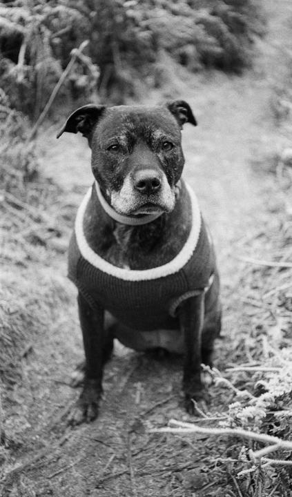 A dog wearing a sweater sits on the ground covered in frost.