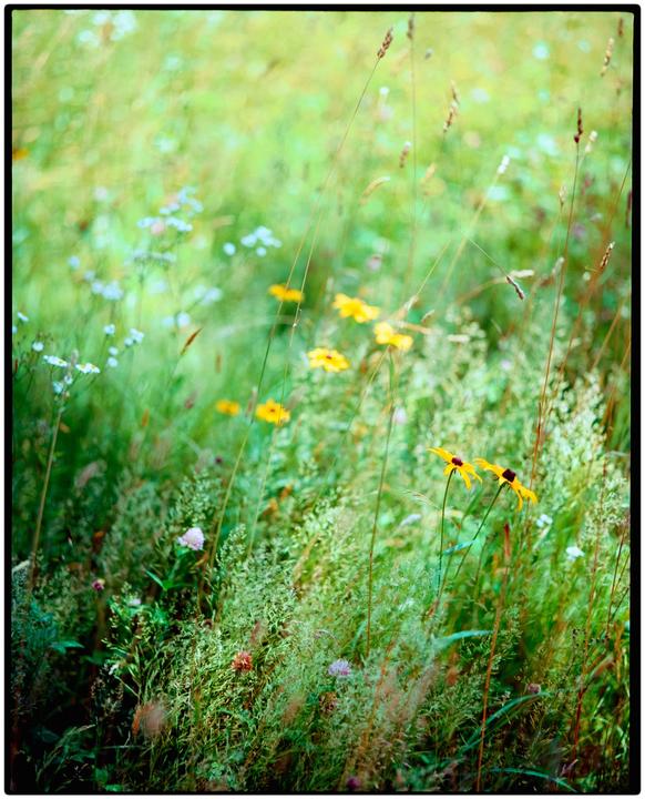 wildflowers [pentax 6x7, 105mm 2.4, ektar 100]