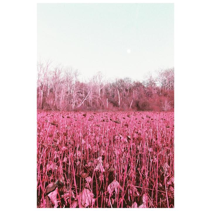 Nikon fm2, 55mm and 24mm nikkor, lomochrome purple