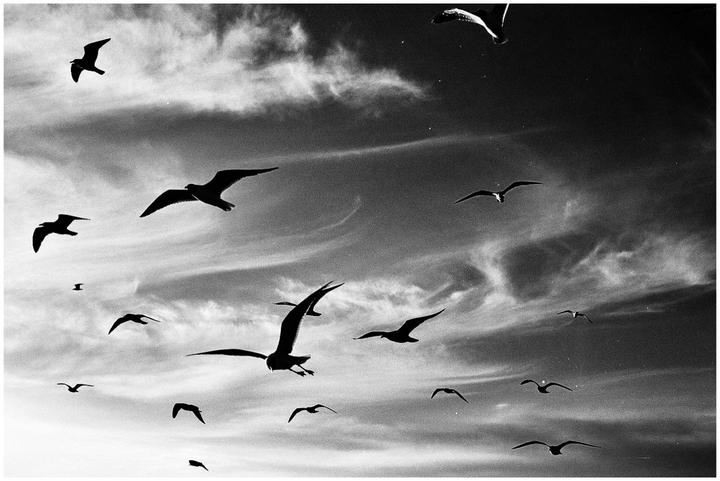 A flock of birds flies across a cloudy sky.