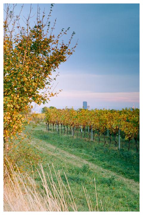 Lovely fall colors at a vineyard during blue hour with Vienna in the distance [Nikon F100, Ektar 100]