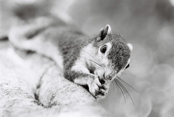 A squirrel with large eyes and whiskers is perched on a branch, holding something in its paws.