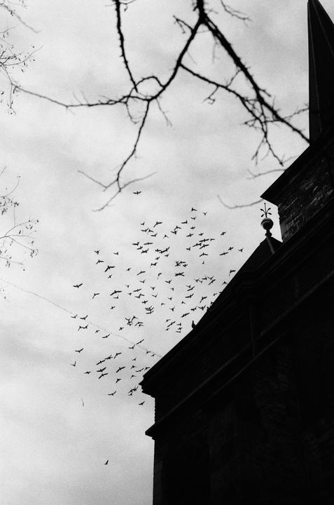 A flock of birds flies in a cloudy sky above a dark building and bare tree branches.