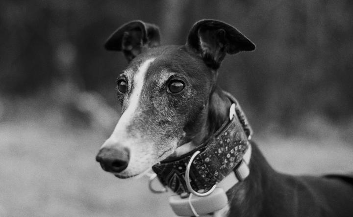 A dog with a patterned collar looks to the right.