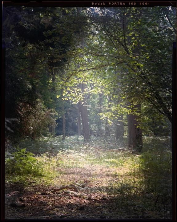 Walking in the woods, Chamonix 4x5, Caltar 210mm, Portra 160 expired
