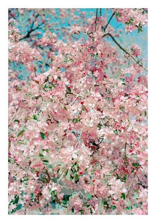 Pastel spring [Reflx Lab Pro 100, Nikon FM3a, 35mm f/2]