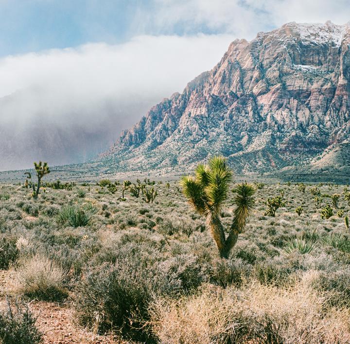 Outside of Las Vegas [Hasselblad 500CM - Portra 400]