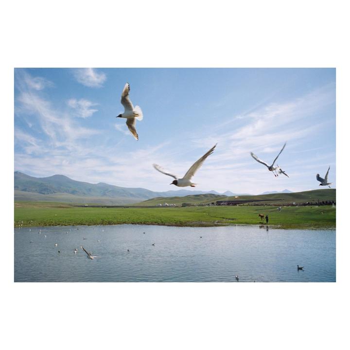 Birds [Leica MP, 28mm f2.8, Kodak 5207]