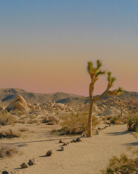 Sunset in Joshua Tree [Mamiya 7, 80mm f4, Portra 400]