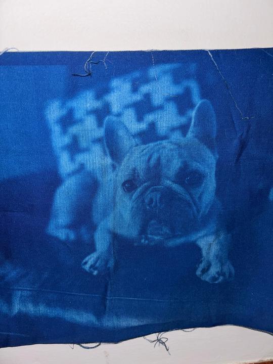 A cyanotype print of a french bulldog is visible on a piece of fabric.
