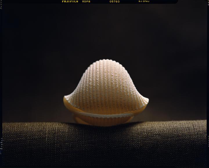 Lumacone // Fuji Provia 100F // Intrepid 4x5