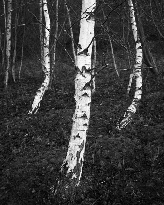 Several birch trees with bare branches stand in a forest with a ground covered in leaves and grass.