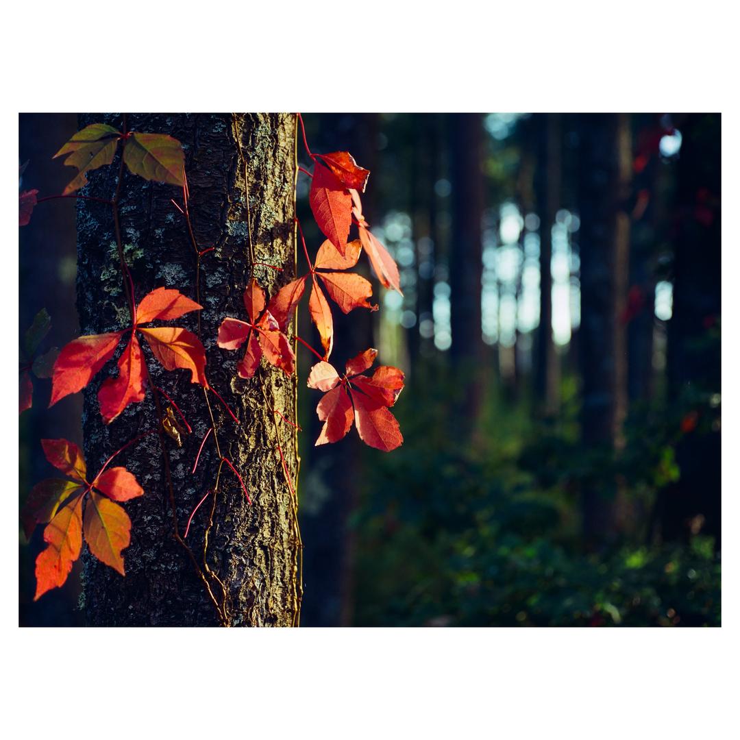 image 35772 by Sky_Saw_