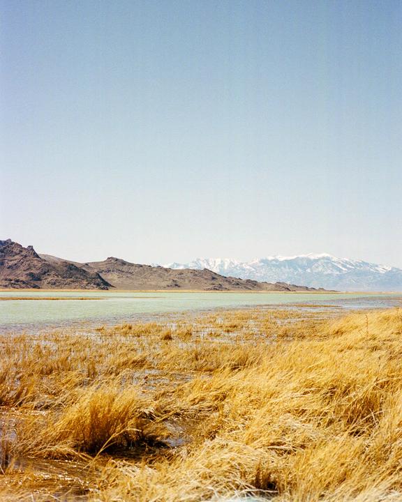 High desert oasis(Contax139q // Portra 400)