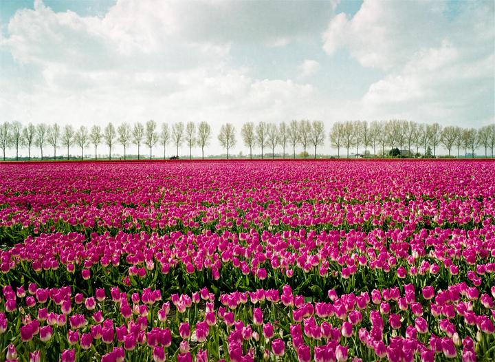 Tulip Fields, The Netherlands [ Mamiya m645, Sekor C 48mm, Kodak Gold 200 ]