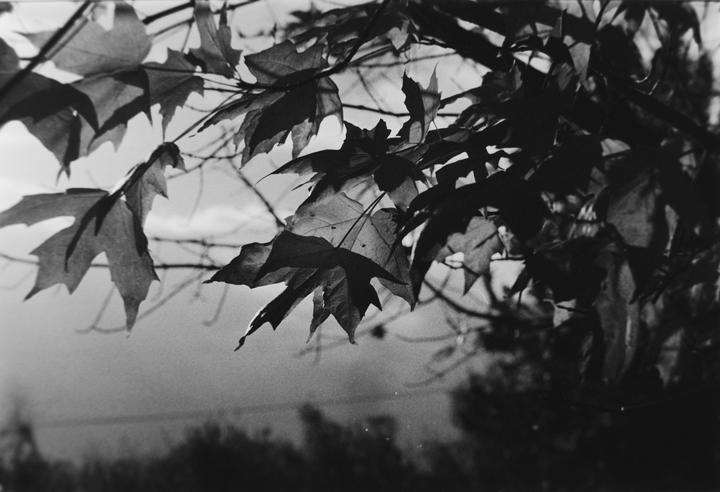 Leaves on a tree branch are backlit against a bright sky.