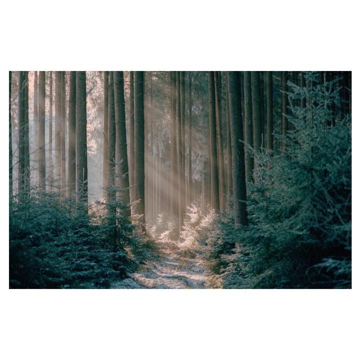 Cold forest | Leica M6 | Portra 400