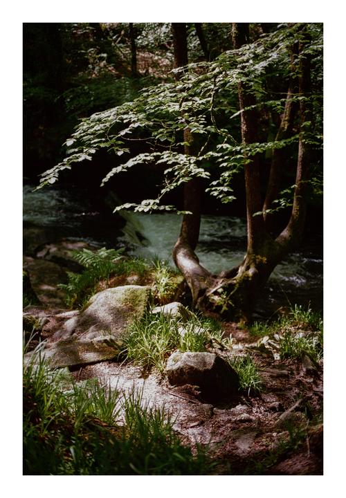 Thoughts on my photo? Does the focus being on the leaves work? 🌿 Canon F-1|50mm F1.4|Kodak Ultramax 400
