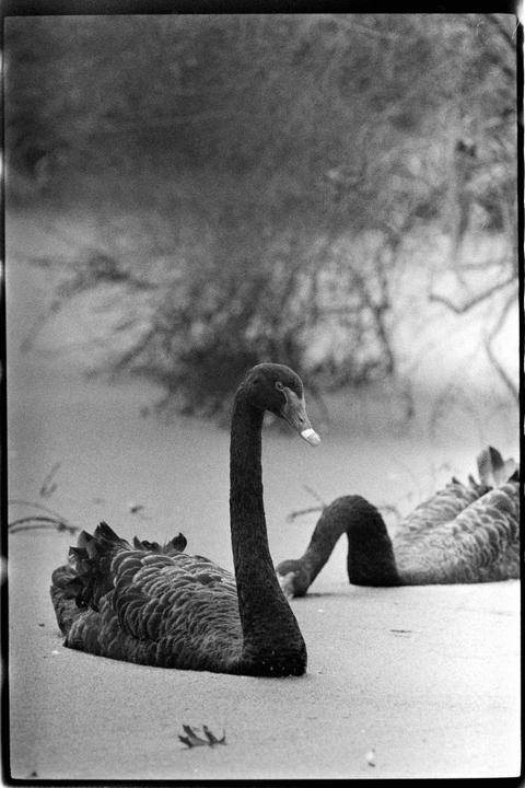 Two black swans are resting on a body of water.