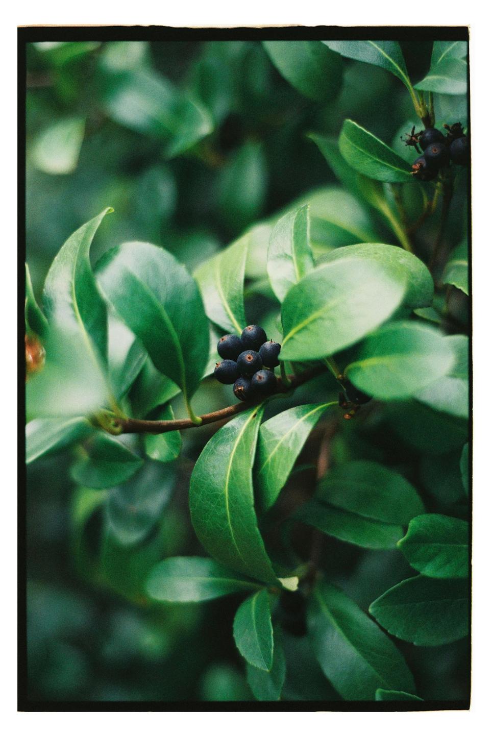 image 36196 by littleartisty