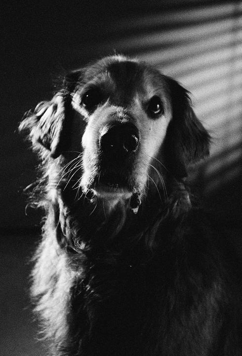 Golden Age Headshot. Pentax 17 // Ilford Delta 400