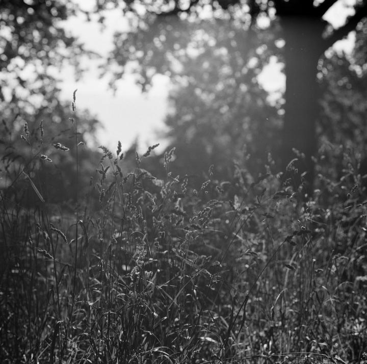 Tall grass and weeds grow in a field with trees in the background.