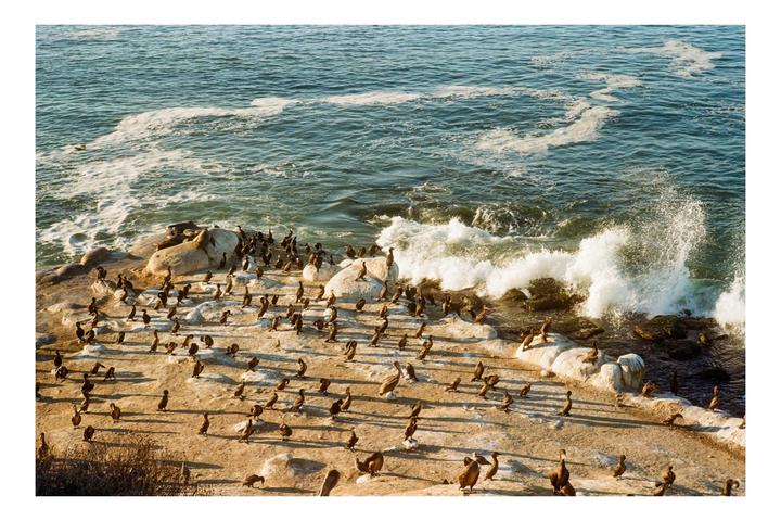 Seabirds & Sea Lions | Leica MP