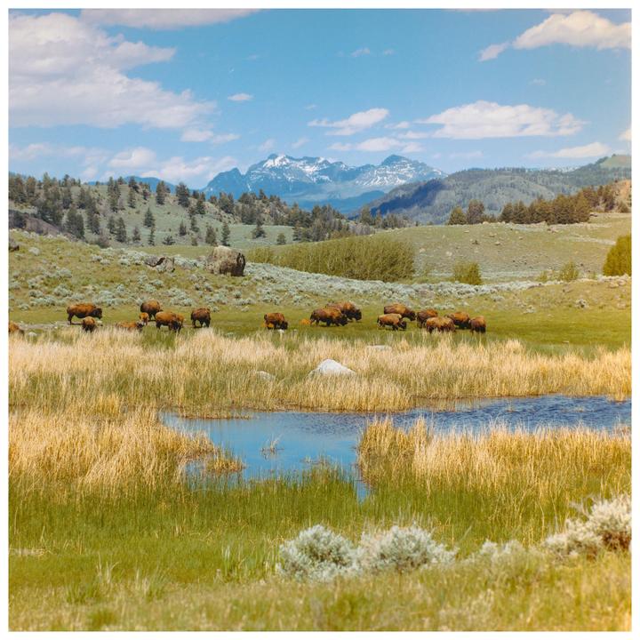 Home on the range - Yellowstone (500cm & Portra 400)