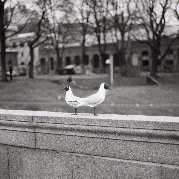 I've created a monster [Nikon FE 50mm f/2, Ilford HP5]