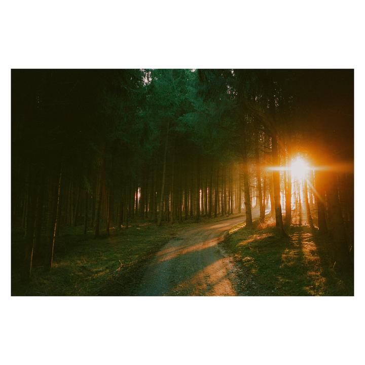 Magical Forest | Leica MP + Elmarit 28 | Portra 400