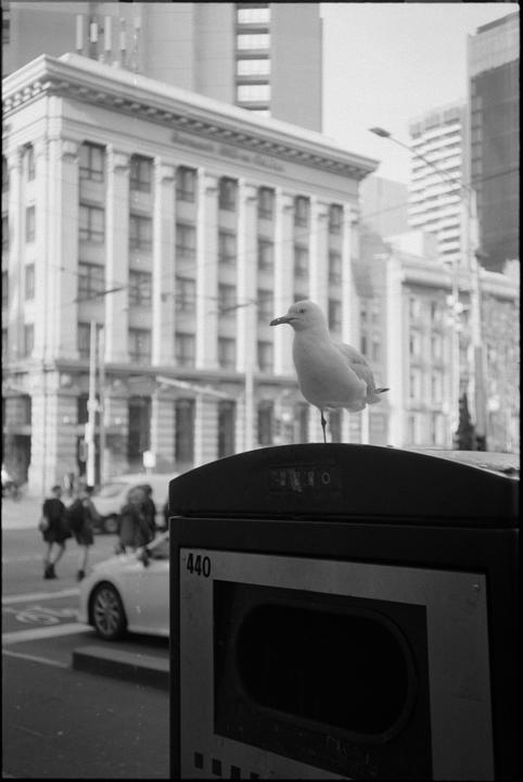 Eastman Double-X
