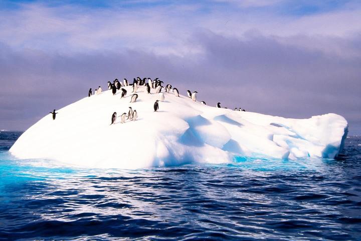 Penguins in the Arctic (Canon EOS 3, 24-70mm 2.8L, Ektachrome 100)