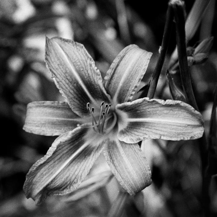 A close-up, black and white photograph shows an orange day lily with visible stamens and petals.