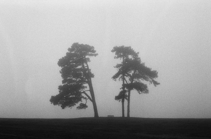 Two trees stand on a hill in a hazy, black and white landscape.