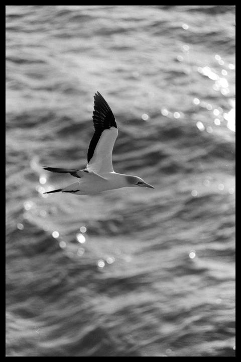 Seabird sunset [Nikon N80 / 80-200mm / FP4+]