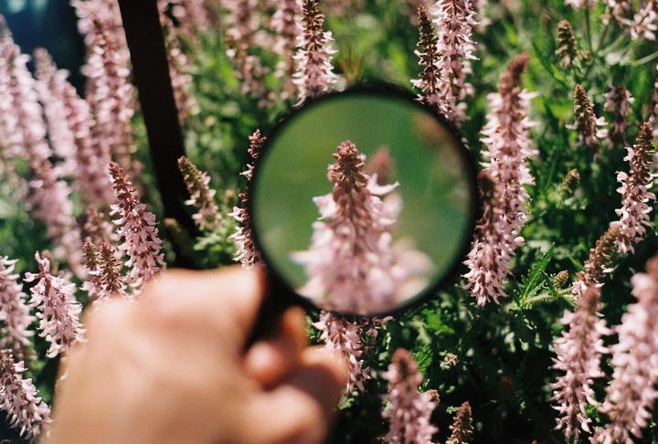 A hand holds a magnifying glass over a field of pink flowers, with one flower magnified in the center.