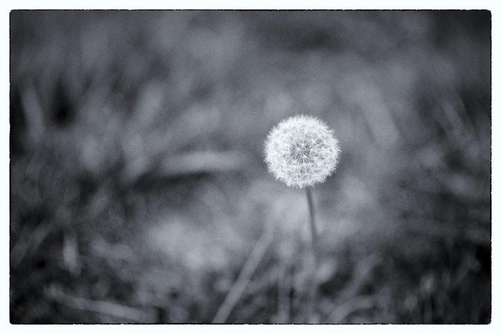 Spring [Orwo UN54]