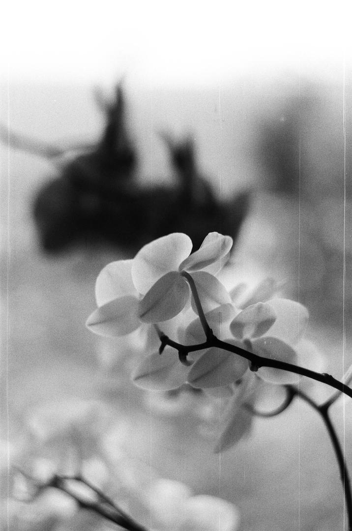 image 35239 by VALbKO