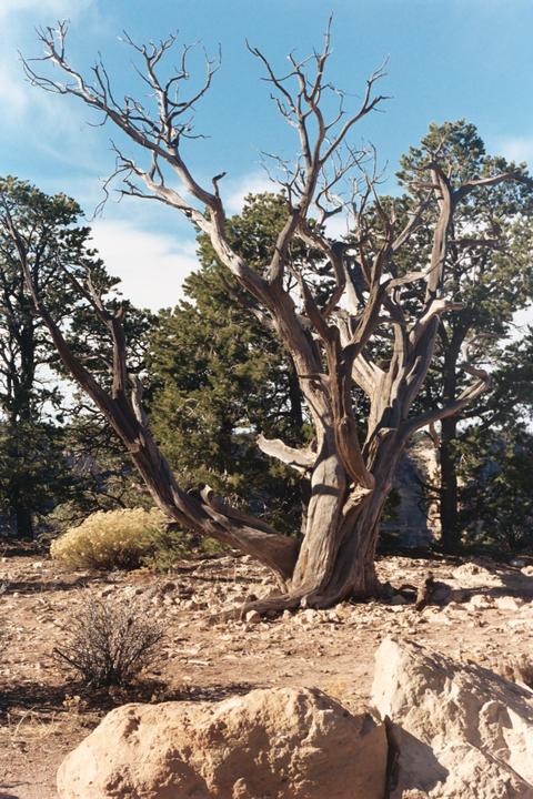 New to Analog. First shots were at the grand canyon. Can anyone ID what type of tree? [My moms old Sears KS500, Stock 50mm Lens, FujiColor 200]