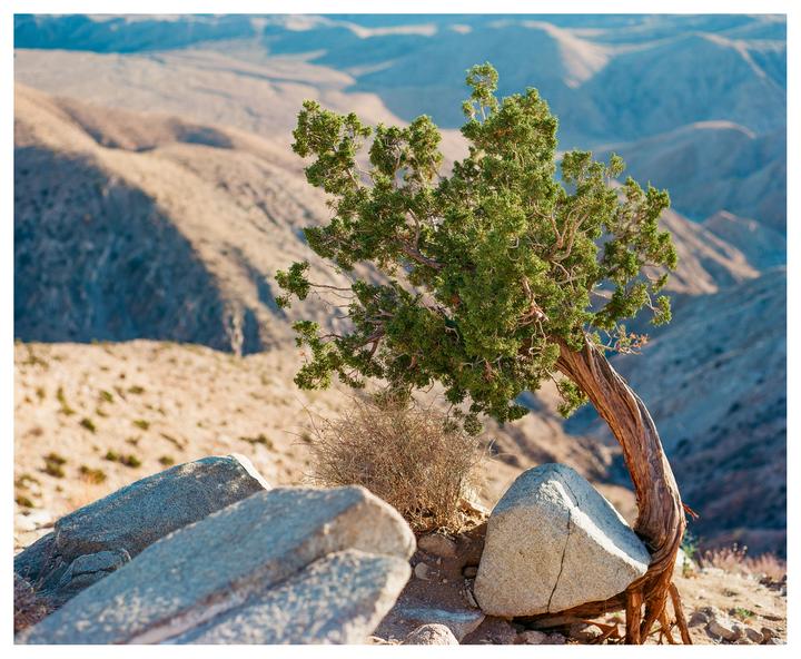 A brave little tree at the top of a mountain [Pentax 67, Portra 160 (?)]