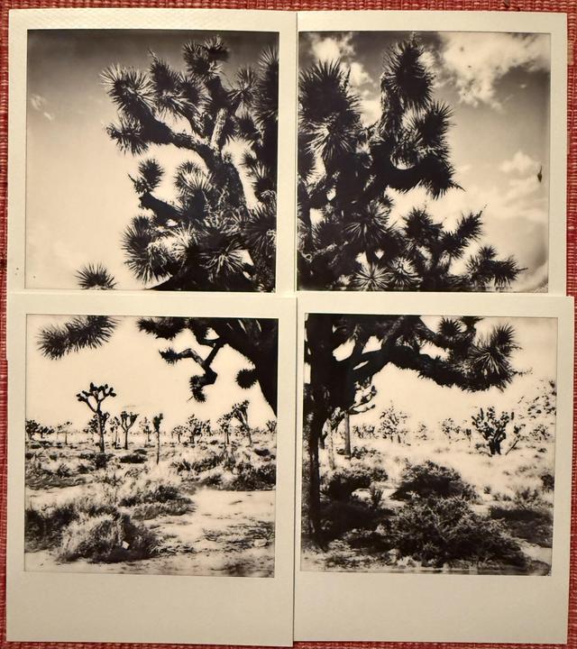 Joshua tree