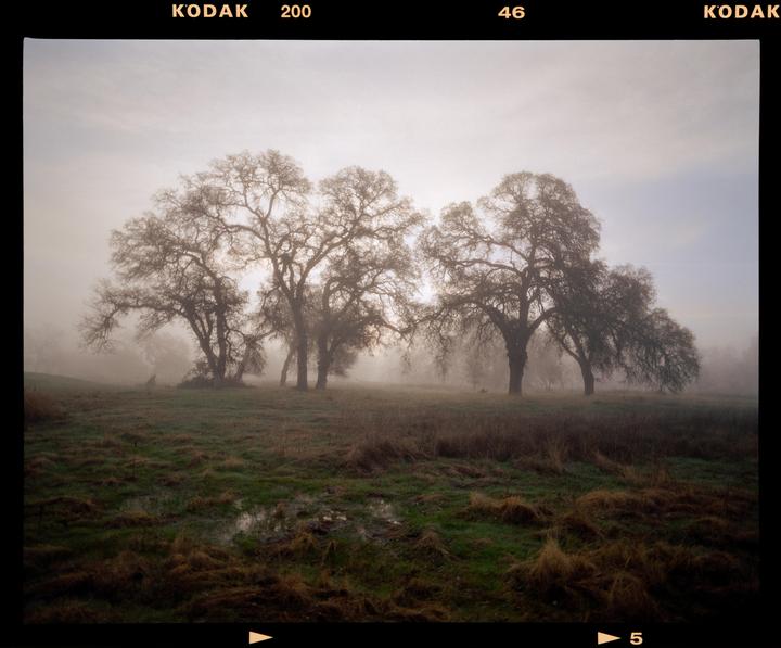 Northern California [Pentax 67 - 75mm f/4.5 - Kodak Gold 200]