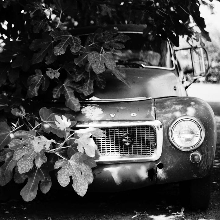 A black and white close-up shows the front of an old truck partially obscured by large leaves.