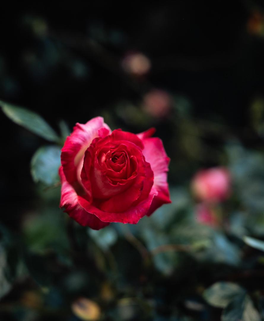 A Rose - Fuji Provia 100f | Mamiya RB67 | 90mm f3.8, shot on mamiya rb67 with fujifilm fujichrome provia 100