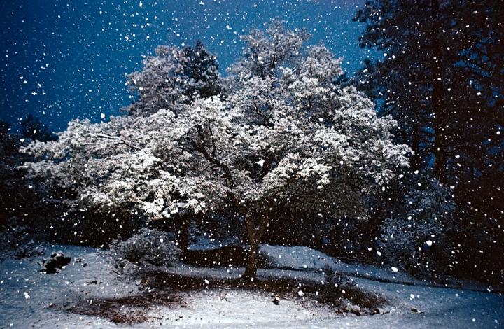 Snow falls on a large tree with snow-covered branches at night.