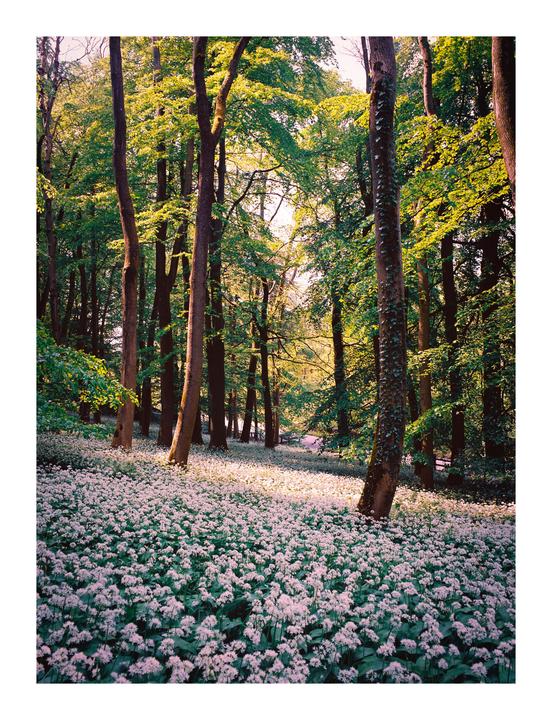 Wild Garlic [Mamiya 645 pro | 45mm 2.8 | Portra 160]